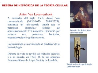 A mediados del siglo XVII, Anton Van
Leeuwenhoek (24/10/1632- 26/08/1723),
construye un microscopio simple que le
permitian distancias focales de
aproximadamente 275 aumentos. Describió por
primera vez protozoos, bacterias,
espermatozoides y glóbulos rojos.
Leeuwenhoek, es considerado el fundador de la
bacteriología.
Durante su vida no reveló sus métodos secretos
y a su muerte, en 1723, 26 de sus aparatos
fueron cedidos a la Royal Society de Londrés.
Replica de microscópio de
Leeuwenhoek
Retrato de Anton Van
Leeuwenhoek
Anton Van Leeuwenhoek
RESEÑA DE HISTORICA DE LA TEORÍA CELULAR
 