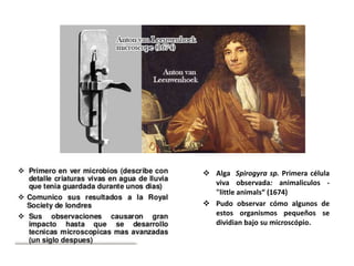  Alga Spirogyra sp. Primera célula
viva observada: animaliculos -
"little animals“ (1674)
 Pudo observar cómo algunos de
estos organismos pequeños se
dividian bajo su microscópio.
 