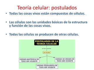 Teoría celular: postulados
• Todas las cosas vivas están compuestas de células.
• Las células son las unidades básicas de la estructura
y función de las cosas vivas.
• Todas las células se producen de otras células.
 