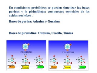 En condiciones prebióticas se pueden sintetizar las bases
purinas y la pirimidinas: compuestos esenciales de los
ácidos nucleícos .
Bases de purina: Adenina y Guanina
Bases de pirimidina: Citosina, Uracilo, Timina
 