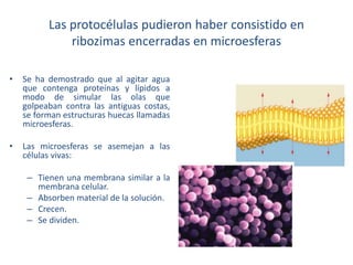 Las protocélulas pudieron haber consistido en
ribozimas encerradas en microesferas
• Se ha demostrado que al agitar agua
que contenga proteínas y lípidos a
modo de simular las olas que
golpeaban contra las antiguas costas,
se forman estructuras huecas llamadas
microesferas.
• Las microesferas se asemejan a las
células vivas:
– Tienen una membrana similar a la
membrana celular.
– Absorben material de la solución.
– Crecen.
– Se dividen.
 