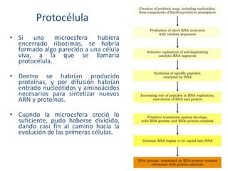 Protocélula
• Si una microesfera hubiera
encerrado ribozimas, se habría
formado algo parecido a una célula
viva, a la que se llamaría
protocélula.
• Dentro se habrían producido
proteínas, y por difusión habrían
entrado nucleótidos y aminoácidos
necesarios para sintetizar nuevos
ARN y proteínas.
• Cuando la microesfera creció lo
suficiente, pudo haberse dividido,
dando casi fin al camino hacia la
evolución de las primeras células.
 
