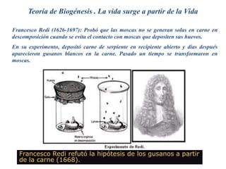 Francesco Redi refutó la hipótesis de los gusanos a partir
de la carne (1668).
Teoría de Biogénesis . La vida surge a partir de la Vida
Francesco Redi (1626-1697): Probó que las moscas no se generan solas en carne en
descomposición cuando se evita el contacto con moscas que depositen sus huevos.
En su experimento, depositó carne de serpiente en recipiente abierto y días después
aparecieron gusanos blancos en la carne. Pasado un tiempo se transformaron en
moscas.
 