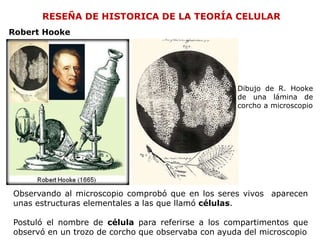 RESEÑA DE HISTORICA DE LA TEORÍA CELULAR
Observando al microscopio comprobó que en los seres vivos aparecen
unas estructuras elementales a las que llamó células.
Postuló el nombre de célula para referirse a los compartimentos que
observó en un trozo de corcho que observaba con ayuda del microscopio
Robert Hooke
Dibujo de R. Hooke
de una lámina de
corcho a microscopio
 