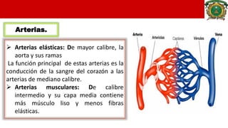 Arteriolas.
 Arterias de pequeño calibre cuya función es regular el flujo a los capilares.
 De pared con una gran cantid...