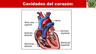 Cavidades del corazón:
 Forma el borde derecho del corazón y está
separada de la aurícula izquierda por el tabique
intera...