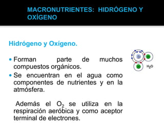 Hidrógeno y Oxígeno.
 Forman parte de muchos
compuestos orgánicos.
 Se encuentran en el agua como
componentes de nutrientes y en la
atmósfera.
Además el O2 se utiliza en la
respiración aeróbica y como aceptor
terminal de electrones.
 