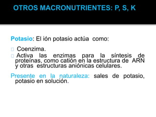 Potasio: El ión potasio actúa como:
Coenzima.
Activa las enzimas para la síntesis de
proteínas, como catión en la estructura de ARN
y otras estructuras aniónicas celulares.
Presente en la naturaleza: sales de potasio,
potasio en solución.
 