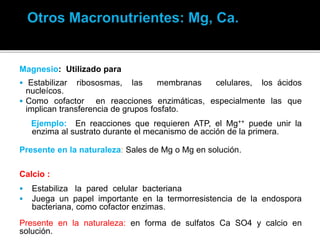Magnesio: Utilizado para
 Estabilizar ribososmas, las membranas celulares, los ácidos
nucleícos.
 Como cofactor en reacciones enzimáticas, especialmente las que
implican transferencia de grupos fosfato.
Ejemplo: En reacciones que requieren ATP, el Mg++ puede unir la
enzima al sustrato durante el mecanismo de acción de la primera.
Presente en la naturaleza: Sales de Mg o Mg en solución.
Calcio :
 Estabiliza la pared celular bacteriana
 Juega un papel importante en la termorresistencia de la endospora
bacteriana, como cofactor enzimas.
Presente en la naturaleza: en forma de sulfatos Ca SO4 y calcio en
solución.
 