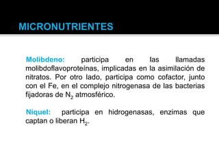 Molibdeno: participa en las llamadas
molibdoflavoproteínas, implicadas en la asimilación de
nitratos. Por otro lado, participa como cofactor, junto
con el Fe, en el complejo nitrogenasa de las bacterias
fijadoras de N2 atmosférico.
Níquel: participa en hidrogenasas, enzimas que
captan o liberan H2.
 