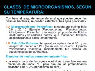 Con base al rango de temperaturas al que pueden crecer las
distintas bacterias, se pueden establecer tres tipos principales:
1.A Microorganismos Psicrófilos: temperatura óptima baja
0.0 a 20 °C. Ejemplo (Pseudomonas, Flavobacterium,
Alcaligenes). Presentan una mayor proporción de lípidos
insaturados y de cadenas cortas, que mantienen flexibles
las membranas a bajas temperaturas.
1.B Psicròfilo Extremo: temperatura optima de 4 0C, y es
incapaz de crecer a 14ºC (se muere de calor!). Ejemplo
Polaromonas vacuolata, recientemente fue aislada en
aguas heladas de la Antártida.
Ejemplos de medios permanentemente fríos:
 La mayor parte de las aguas oceánicas (cuya temperatura
media es de unos 5oC, pero que en las profundidades
alcanzan sólo 1-2ºC por encima de cero).
 