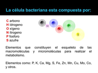 C arbono
H ídrogeno
O xígeno
N ítrogeno
P fosforo
S azufre
Elementos que constituyen el esqueleto de las
macromoléculas y micromoléculas para realizar el
metabolismo.
Elementos como: P, K, Ca, Mg, S, Fe, Zn, Mn, Cu, Mo, Co,
y otros.
La célula bacteriana esta compuesta por:
 