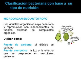 MICROORGANISMO AUTÓTROFO
Son aquellos organismos cuyo desarrollo
y reproducción son independientes de
fuentes externas de compuestos
orgánicos.
Utilizan como:
Fuente de carbono: al dióxido de
carbono
Fuente energética: la luz o la energía
que se desprende en reacciones
químicas.
 