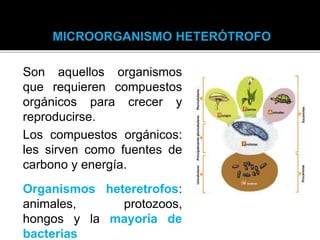 Son aquellos organismos
que requieren compuestos
orgánicos para crecer y
reproducirse.
Los compuestos orgánicos:
les sirven como fuentes de
carbono y energía.
Organismos heteretrofos:
animales, protozoos,
hongos y la mayoría de
bacterias
 