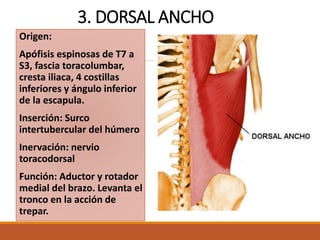 Anatomía dorso muscular secme-6668_2.pptx