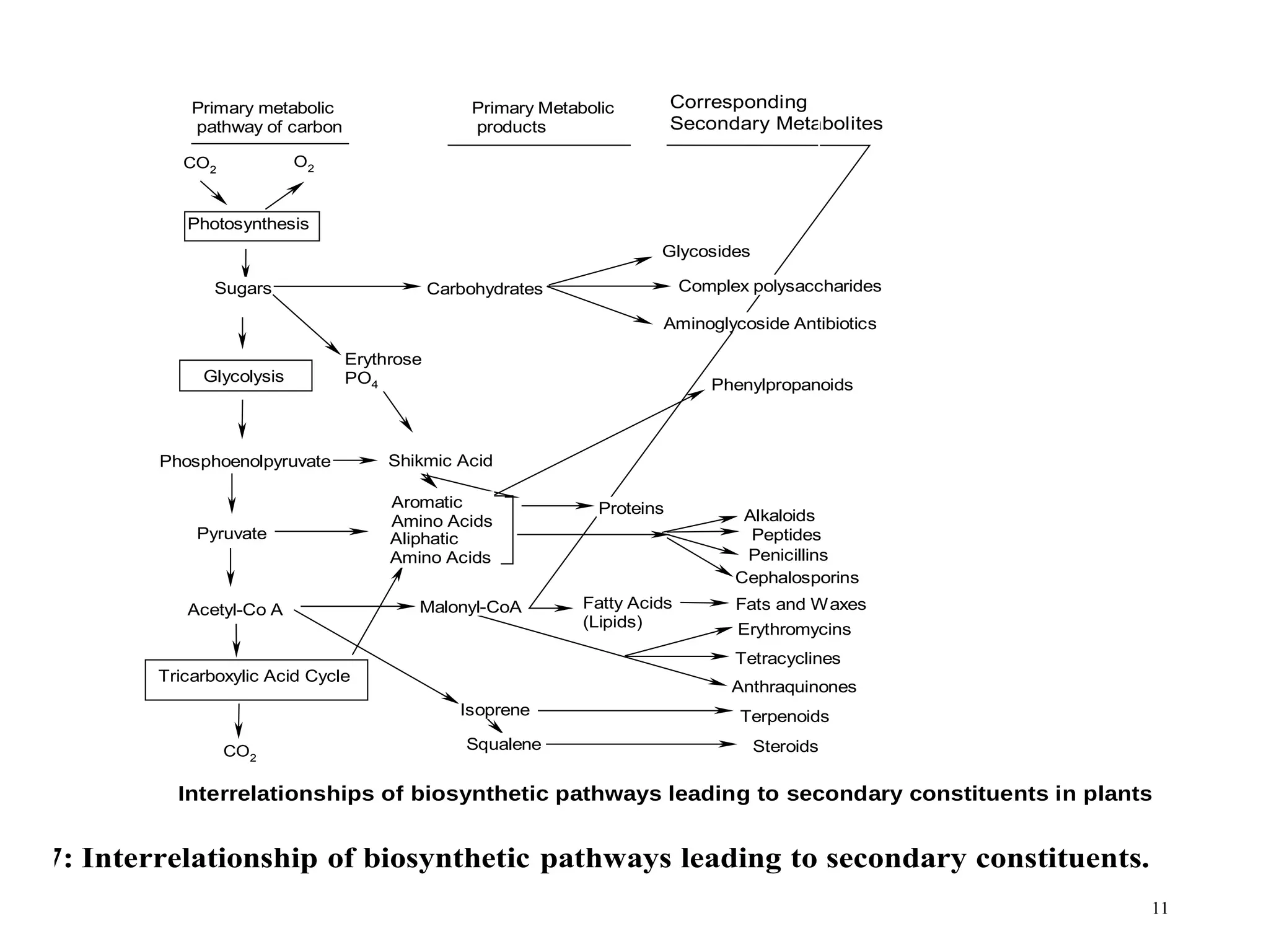 11
CO2
O2
CO2
Primary metabolic
pathway of carbon
Photosynthesis
Sugars
Glycolysis
Phosphoenolpyruvate
Pyruvate
Acetyl-Co A
Tricarboxylic Acid Cycle
Primary Metabolic
products
Carbohydrates
Erythrose
PO4
Shikmic Acid
Aromatic
Amino Acids
Aliphatic
Amino Acids
Malonyl-CoA
Glycosides
Complex polysaccharides
Aminoglycoside Antibiotics
Corresponding
Secondary Metabolites
Proteins
Phenylpropanoids
Alkaloids
Peptides
Penicillins
Cephalosporins
Fatty Acids
(Lipids)
Fats and Waxes
Erythromycins
Tetracyclines
Anthraquinones
Isoprene
Squalene
Terpenoids
Steroids
Interrelationships of biosynthetic pathways leading to secondary constituents in plants
Fig 7: Interrelationship of biosynthetic pathways leading to secondary constituents.
hesis of Aromatic Compounds
 