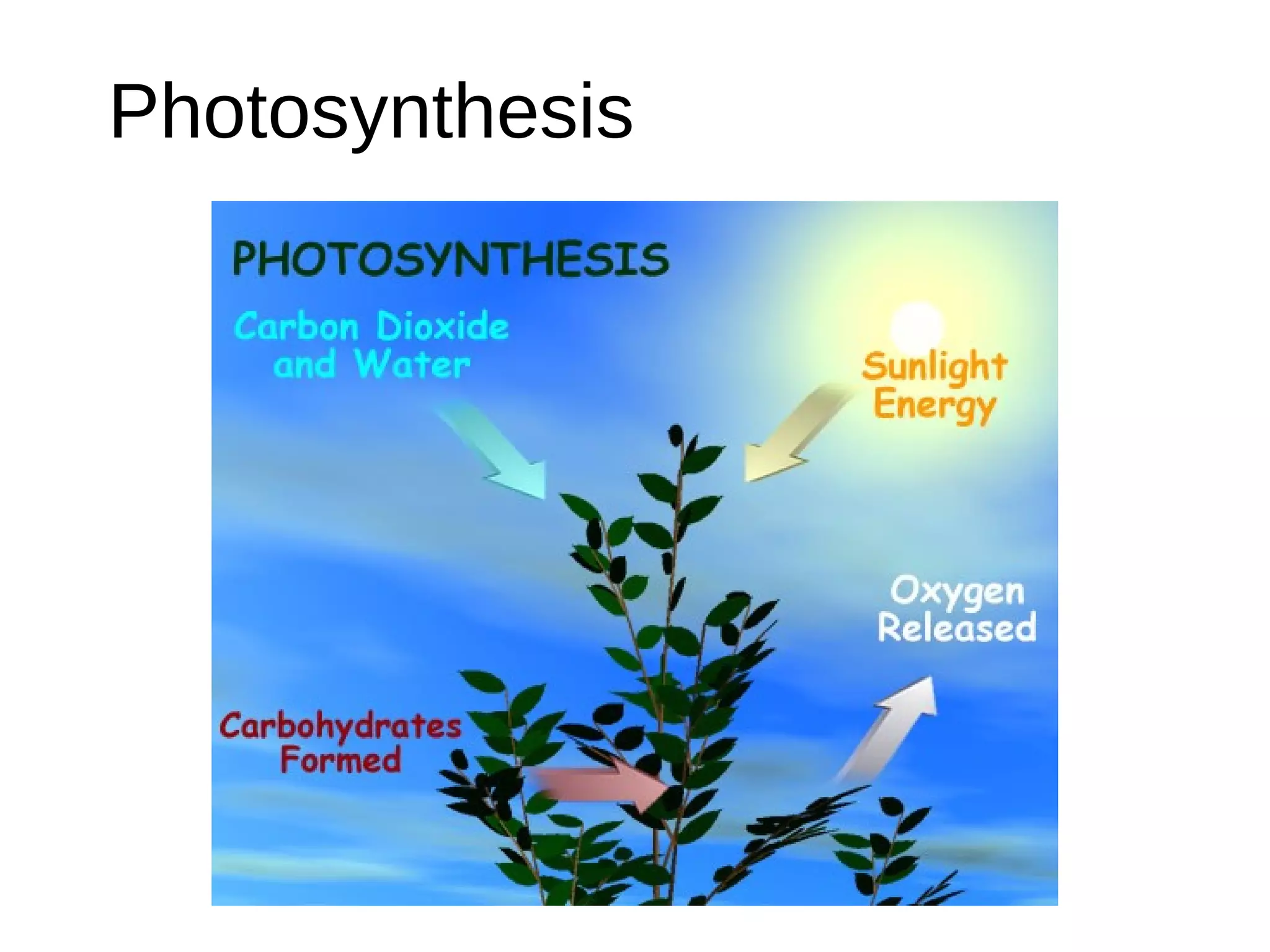 Photosynthesis
 