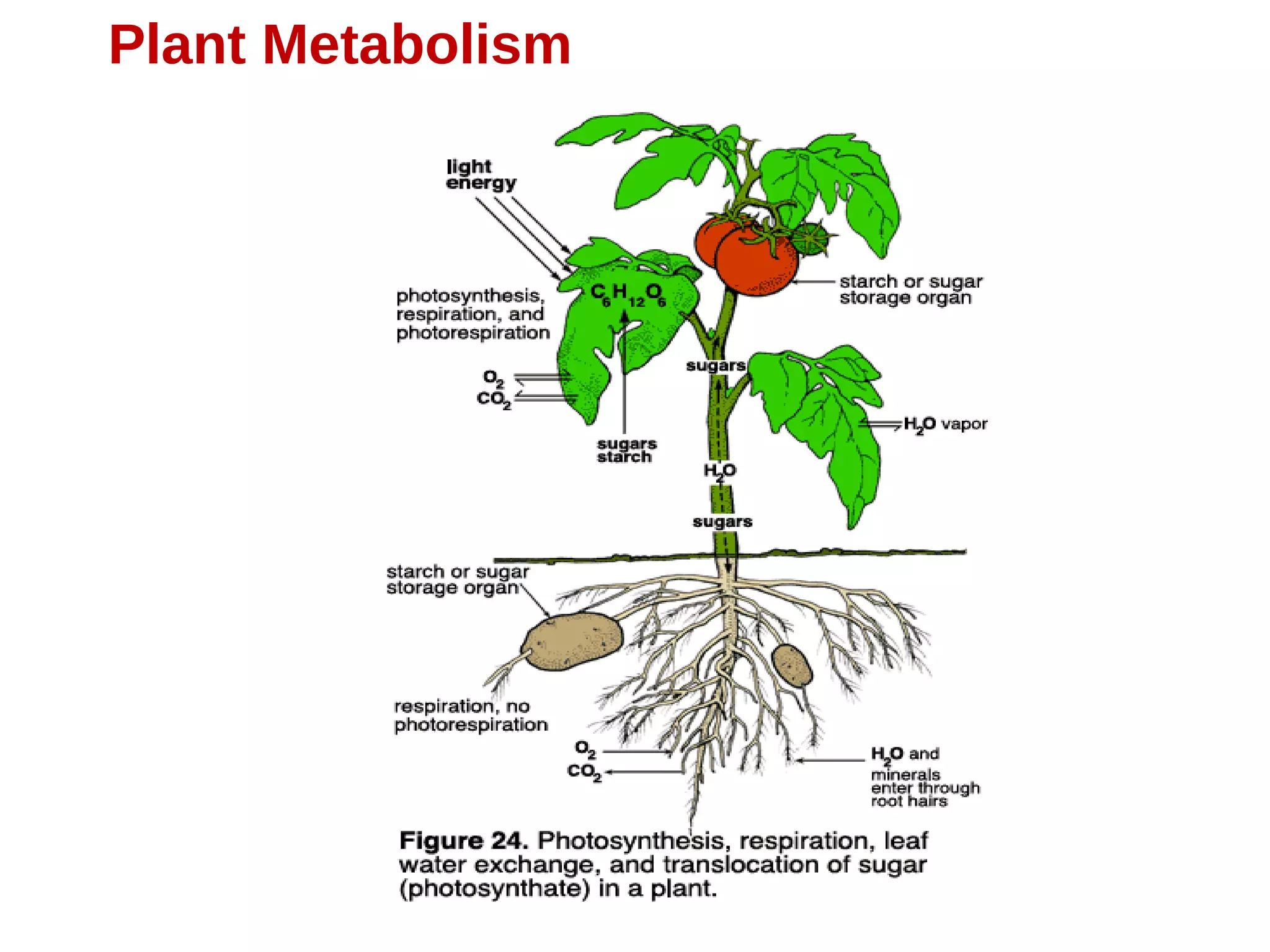 Plant Metabolism
 