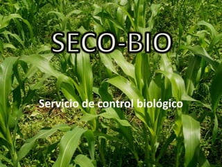 Servicio de control biológico SECO-BIO 