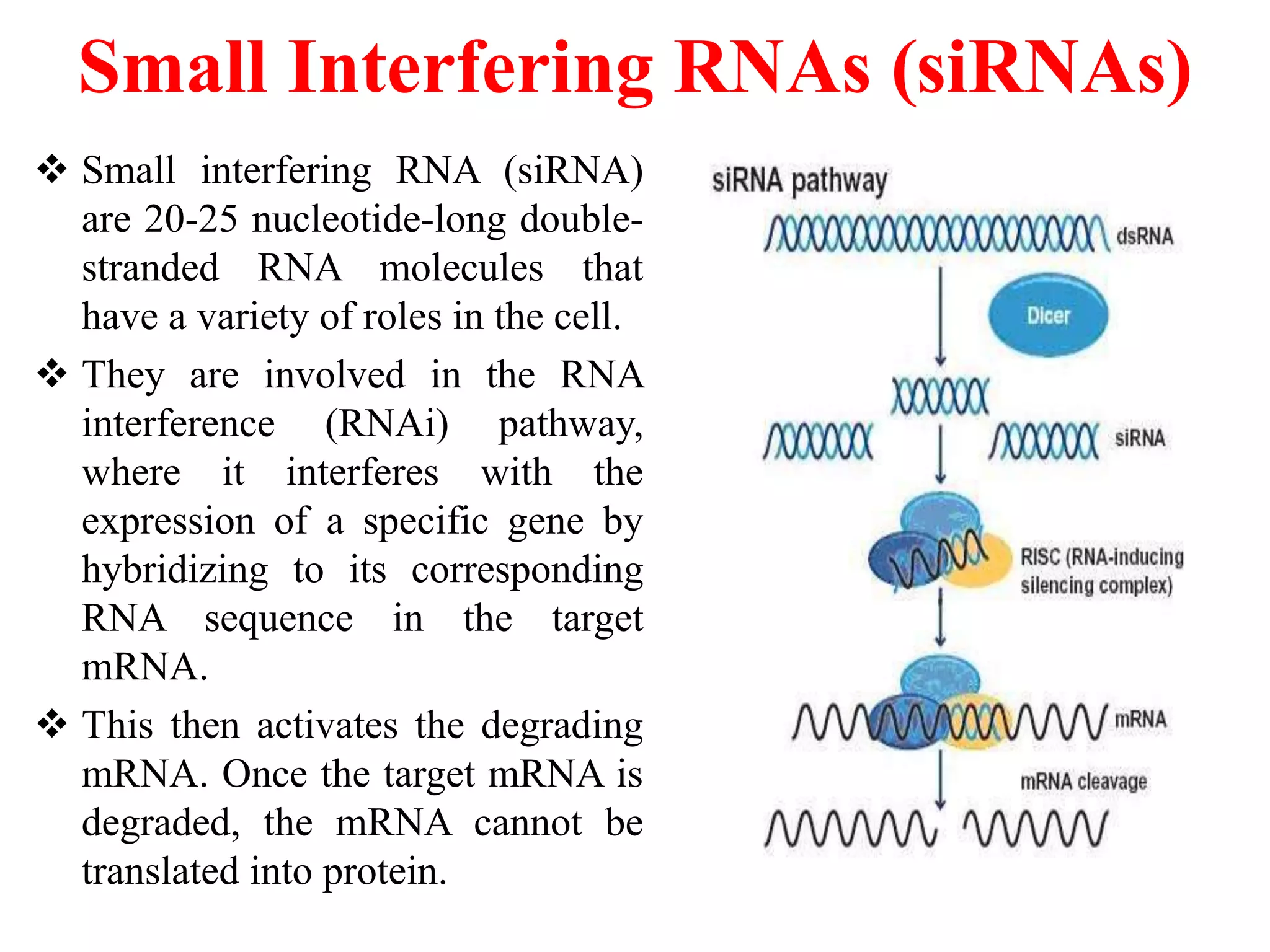 Small Interfering RNAs (siRNAs)
 Small interfering RNA (siRNA)
are 20-25 nucleotide-long double-
stranded RNA molecules that
have a variety of roles in the cell.
 They are involved in the RNA
interference (RNAi) pathway,
where it interferes with the
expression of a specific gene by
hybridizing to its corresponding
RNA sequence in the target
mRNA.
 This then activates the degrading
mRNA. Once the target mRNA is
degraded, the mRNA cannot be
translated into protein.
 