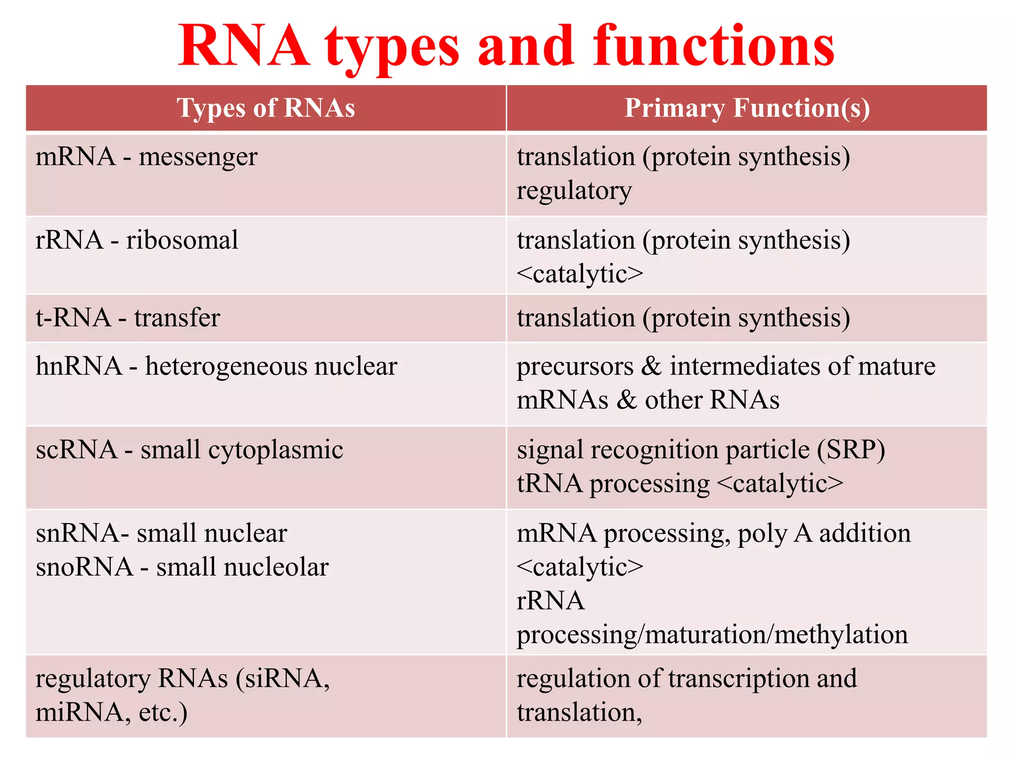 RNA types and functions
Types of RNAs Primary Function(s)
mRNA - messenger translation (protein synthesis)
regulatory
rRNA - ribosomal translation (protein synthesis)
<catalytic>
t-RNA - transfer translation (protein synthesis)
hnRNA - heterogeneous nuclear precursors & intermediates of mature
mRNAs & other RNAs
scRNA - small cytoplasmic signal recognition particle (SRP)
tRNA processing <catalytic>
snRNA- small nuclear
snoRNA - small nucleolar
mRNA processing, poly A addition
<catalytic>
rRNA
processing/maturation/methylation
regulatory RNAs (siRNA,
miRNA, etc.)
regulation of transcription and
translation,
 
