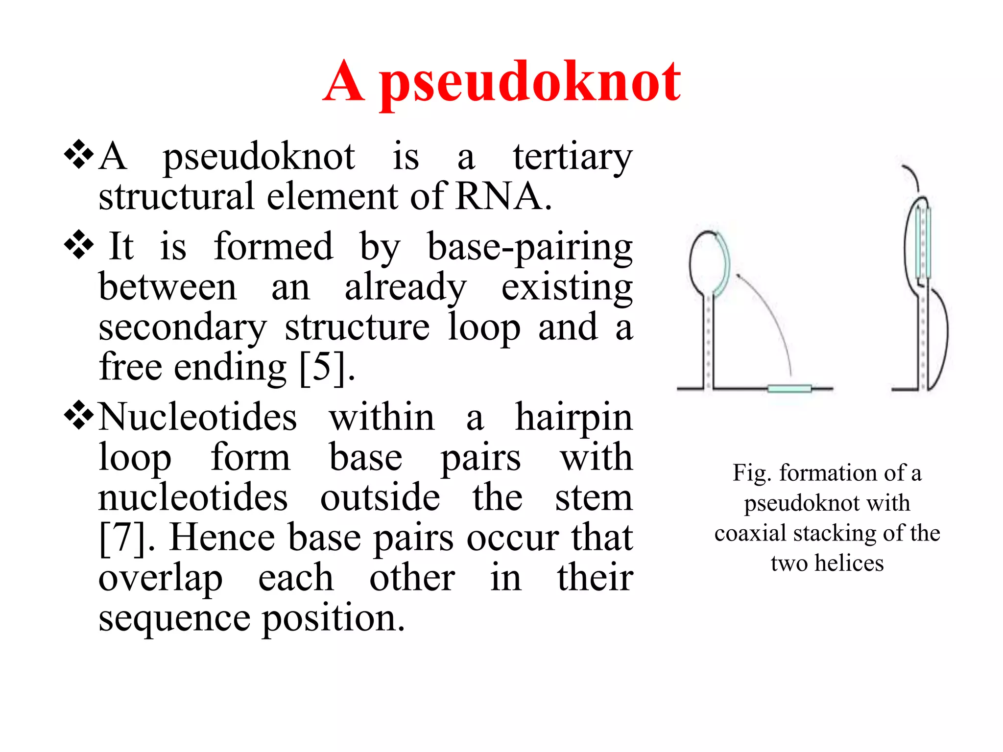 A pseudoknot
A pseudoknot is a tertiary
structural element of RNA.
 It is formed by base-pairing
between an already existing
secondary structure loop and a
free ending [5].
Nucleotides within a hairpin
loop form base pairs with
nucleotides outside the stem
[7]. Hence base pairs occur that
overlap each other in their
sequence position.
Fig. formation of a
pseudoknot with
coaxial stacking of the
two helices
 