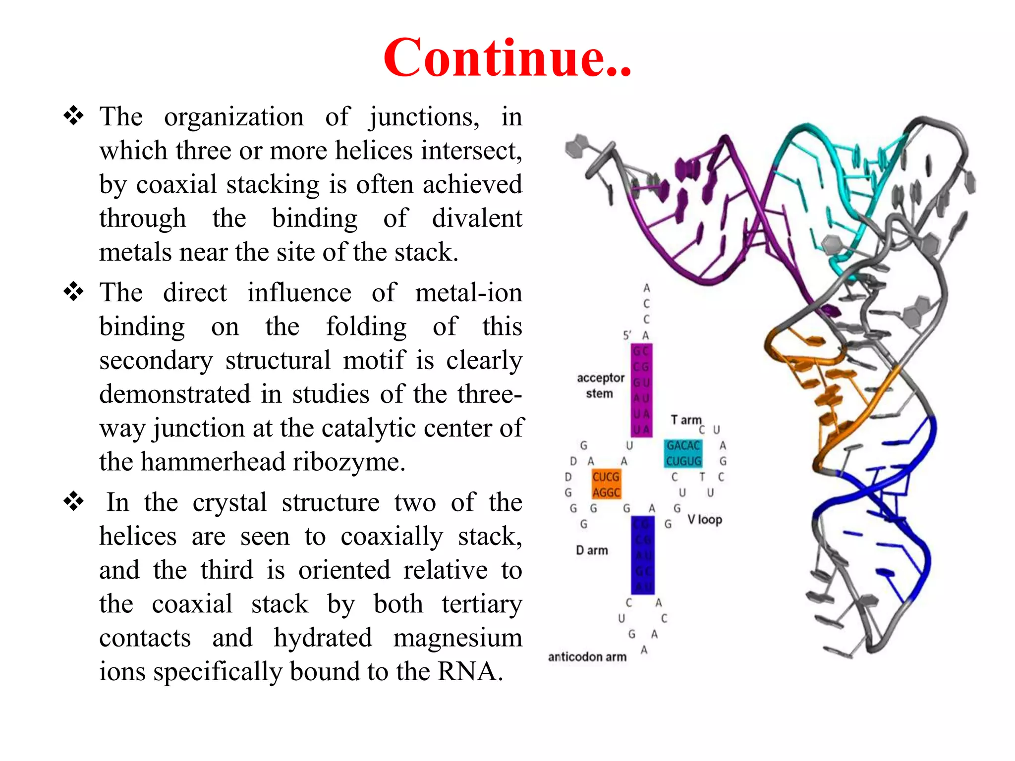 Continue..
 The organization of junctions, in
which three or more helices intersect,
by coaxial stacking is often achieved
through the binding of divalent
metals near the site of the stack.
 The direct influence of metal-ion
binding on the folding of this
secondary structural motif is clearly
demonstrated in studies of the three-
way junction at the catalytic center of
the hammerhead ribozyme.
 In the crystal structure two of the
helices are seen to coaxially stack,
and the third is oriented relative to
the coaxial stack by both tertiary
contacts and hydrated magnesium
ions specifically bound to the RNA.
 
