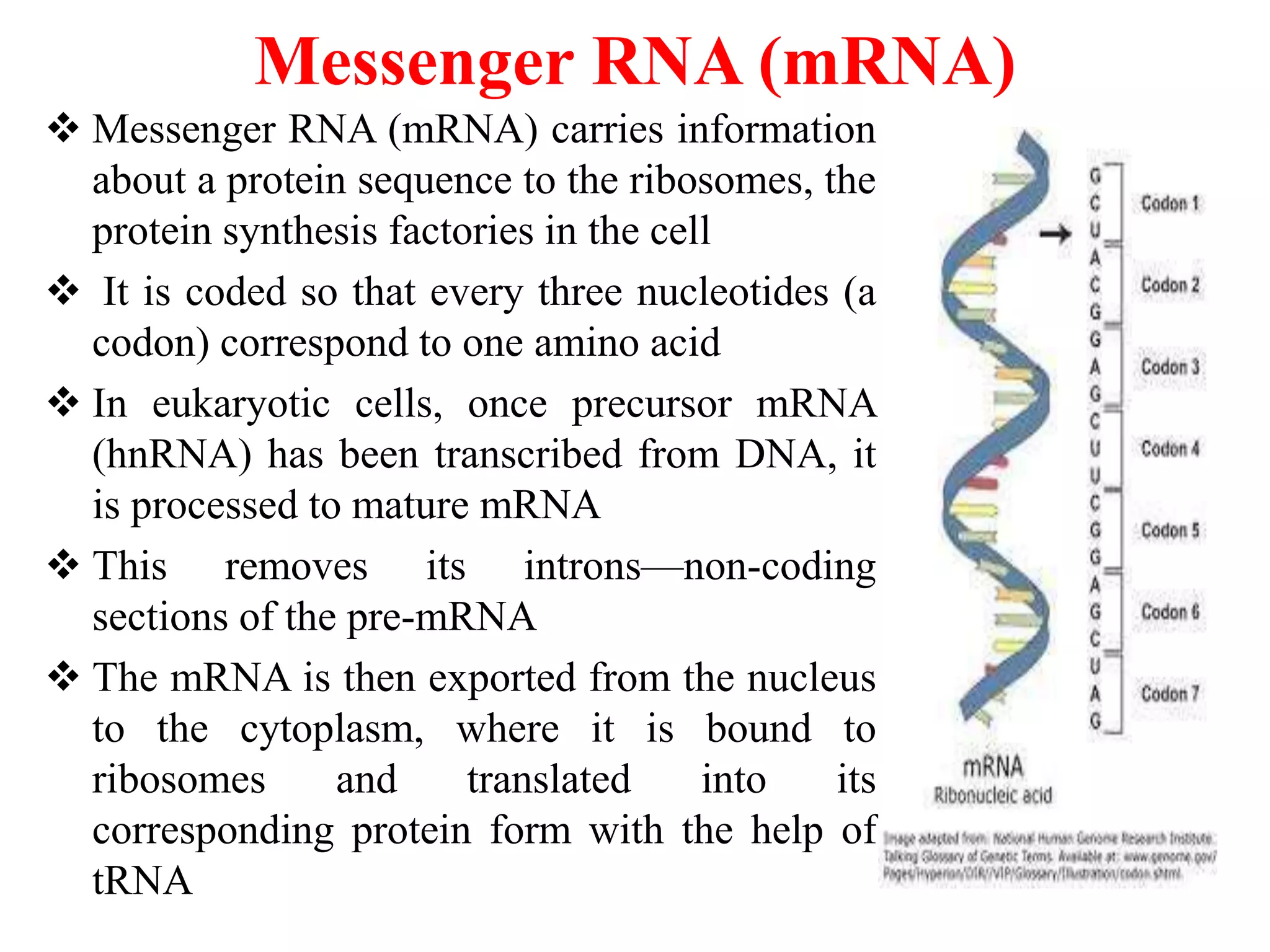 Messenger RNA (mRNA)
 Messenger RNA (mRNA) carries information
about a protein sequence to the ribosomes, the
protein synthesis factories in the cell
 It is coded so that every three nucleotides (a
codon) correspond to one amino acid
 In eukaryotic cells, once precursor mRNA
(hnRNA) has been transcribed from DNA, it
is processed to mature mRNA
 This removes its introns—non-coding
sections of the pre-mRNA
 The mRNA is then exported from the nucleus
to the cytoplasm, where it is bound to
ribosomes and translated into its
corresponding protein form with the help of
tRNA
 