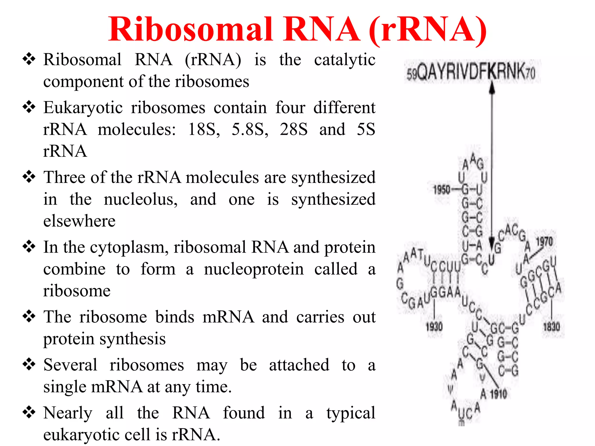 Ribosomal RNA (rRNA)
 Ribosomal RNA (rRNA) is the catalytic
component of the ribosomes
 Eukaryotic ribosomes contain four different
rRNA molecules: 18S, 5.8S, 28S and 5S
rRNA
 Three of the rRNA molecules are synthesized
in the nucleolus, and one is synthesized
elsewhere
 In the cytoplasm, ribosomal RNA and protein
combine to form a nucleoprotein called a
ribosome
 The ribosome binds mRNA and carries out
protein synthesis
 Several ribosomes may be attached to a
single mRNA at any time.
 Nearly all the RNA found in a typical
eukaryotic cell is rRNA.
 