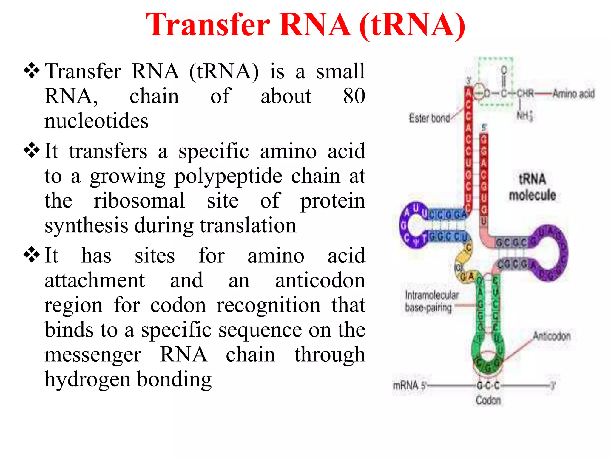 Transfer RNA (tRNA)
Transfer RNA (tRNA) is a small
RNA, chain of about 80
nucleotides
It transfers a specific amino acid
to a growing polypeptide chain at
the ribosomal site of protein
synthesis during translation
It has sites for amino acid
attachment and an anticodon
region for codon recognition that
binds to a specific sequence on the
messenger RNA chain through
hydrogen bonding
 