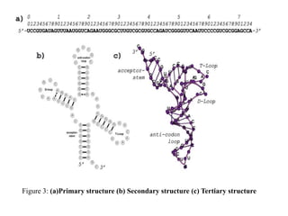 Secondary and tertiary structure of RNA | PPTX