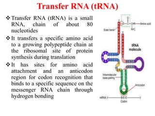 Secondary and tertiary structure of RNA | PPTX