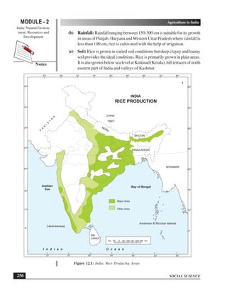 SOCIAL SCIENCE
MODULE - 2 Agriculture in India
India: Natural Environ-
ment, Resources and
Development
256
Notes
(b) Rainfall: Rainfall ranging between 150-300 cm is suitable for its growth
in areas of Punjab, Haryana andWestern Uttar Pradesh where rainfall is
less than 100 cm, rice is cultivated with the help of irrigation.
(c) Soil: Rice is grown in varied soil conditions but deep clayey and loamy
soil provides the ideal conditions. Rice is primarily grown in plain areas.
It is also grown below sea level at Kuttinad (Kerala), hill terraces of north
eastern part of India and valleys of Kashmir.
Figure 12.1: India: Rice Producing Areas
Major Area
Other Area
Bay of Bengal
Lakshadweep
Andaman  Nicobar Islands
BHUTAN
BANGLADESH
CHINA
TIBET
NEPAL
P
A
K
I
S
T
A
N
MYANMAR
INDIA
RICE PRODUCTION
64° 68° 76° 80°
72° 84° 88° 96°
92°
72° 80°
76° 88° 96°
92°
84°
8°
12°
16°
20°
24°
28°
32°
36°
8°
12°
16°
20°
24°
28°
32°
36°
Arabian
Sea
I n d i a n O c e a n
I n d i a n O c e a n
SRI
LANKA
km. 50 0 50 100 150 200 250 km.
 
