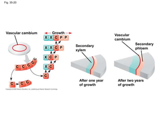 Fig. 35-20
Vascular cambium Growth
Secondary
xylem
After one year
of growth
After two years
of growth
Secondary
phloem
Vascular
cambium
X X
X X
X
X
P P
P
P
C
C
C
C
C
C
C
 