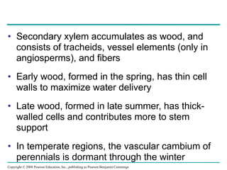 Copyright © 2008 Pearson Education, Inc., publishing as Pearson Benjamin Cummings
• Secondary xylem accumulates as wood, and
consists of tracheids, vessel elements (only in
angiosperms), and fibers
• Early wood, formed in the spring, has thin cell
walls to maximize water delivery
• Late wood, formed in late summer, has thick-
walled cells and contributes more to stem
support
• In temperate regions, the vascular cambium of
perennials is dormant through the winter
 
