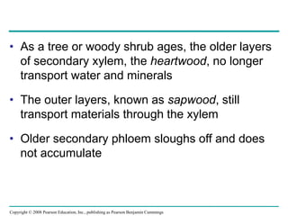Copyright © 2008 Pearson Education, Inc., publishing as Pearson Benjamin Cummings
• As a tree or woody shrub ages, the older layers
of secondary xylem, the heartwood, no longer
transport water and minerals
• The outer layers, known as sapwood, still
transport materials through the xylem
• Older secondary phloem sloughs off and does
not accumulate
 