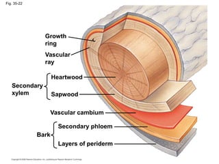 Fig. 35-22
Growth
ring
Vascular
ray
Secondary
xylem
Heartwood
Sapwood
Bark
Vascular cambium
Secondary phloem
Layers of periderm
 