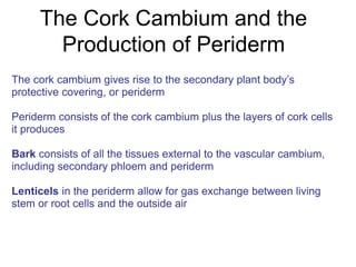 The Cork Cambium and the
Production of Periderm
The cork cambium gives rise to the secondary plant body’s
protective covering, or periderm
Periderm consists of the cork cambium plus the layers of cork cells
it produces
Bark consists of all the tissues external to the vascular cambium,
including secondary phloem and periderm
Lenticels in the periderm allow for gas exchange between living
stem or root cells and the outside air
 
