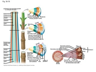 Fig. 35-19
Primary and secondary growth
in a two-year-old stem
(a)
Epidermis
Cortex
Primary
phloem
Vascular
cambium
Primary
xylem
Pith
Periderm
(mainly cork
cambia
and cork)
Primary
phloem
Secondary
phloem
Vascular
cambium
Secondary
xylem
Primary
xylem
Pith
Pith
Primary xylem
Vascular cambium
Primary phloem
Epidermis
Cortex
Vascular
ray
Primary
xylem
Secondary xylem
Vascular cambium
Secondary phloem
Primary phloem
First cork cambium Cork
Secondary
Xylem (two
years of
production)
Vascular cambium
Secondary phloem
Most recent
cork cambium Cork
Bark
Layers of
periderm
Secondary phloem
Vascular cambium
Secondary xylem
Bark
Cork
Late wood
Early wood
Cork
cambium Periderm
Vascular ray Growth ring
Cross section of a three-year-
old Tilia (linden) stem (LM)
(b)
0.5 mm
0.5
mm
 