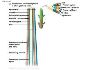 Fig. 35-19a1
Epidermis
Cortex
Primary phloem
Vascular cambium
Primary xylem
Pith
Primary and secondary growth
in a two-year-old stem
(a)
Periderm (mainly
cork cambia
and cork)
Secondary phloem
Secondary
xylem
Epidermis
Cortex
Primary phloem
Vascular cambium
Primary xylem
Pith
 