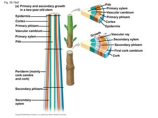 Fig. 35-19a2
Epidermis
Cortex
Primary phloem
Vascular cambium
Primary xylem
Pith
Primary and secondary growth
in a two-year-old stem
(a)
Periderm (mainly
cork cambia
and cork)
Secondary phloem
Secondary
xylem
Epidermis
Cortex
Primary phloem
Vascular cambium
Primary xylem
Pith
Vascular ray
Secondary xylem
Secondary phloem
First cork cambium
Cork
 