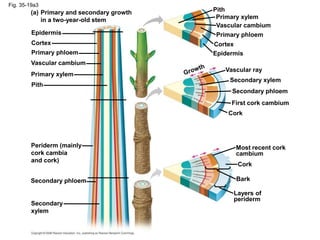 Fig. 35-19a3
Epidermis
Cortex
Primary phloem
Vascular cambium
Primary xylem
Pith
Primary and secondary growth
in a two-year-old stem
(a)
Periderm (mainly
cork cambia
and cork)
Secondary phloem
Secondary
xylem
Epidermis
Cortex
Primary phloem
Vascular cambium
Primary xylem
Pith
Vascular ray
Secondary xylem
Secondary phloem
First cork cambium
Cork
Cork
Bark
Most recent cork
cambium
Layers of
periderm
 