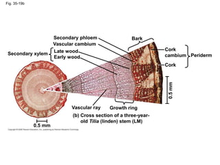 Fig. 35-19b
Secondary phloem
Vascular cambium
Secondary xylem
Bark
Early wood
Late wood Cork
cambium
Cork
Periderm
0.5
mm
Vascular ray Growth ring
Cross section of a three-year-
old Tilia (linden) stem (LM)
(b)
0.5 mm
 