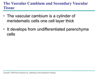 Copyright © 2008 Pearson Education, Inc., publishing as Pearson Benjamin Cummings
The Vascular Cambium and Secondary Vascular
Tissue
• The vascular cambium is a cylinder of
meristematic cells one cell layer thick
• It develops from undifferentiated parenchyma
cells
 