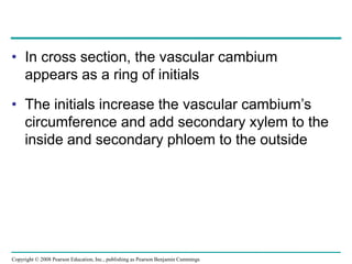 Copyright © 2008 Pearson Education, Inc., publishing as Pearson Benjamin Cummings
• In cross section, the vascular cambium
appears as a ring of initials
• The initials increase the vascular cambium’s
circumference and add secondary xylem to the
inside and secondary phloem to the outside
 