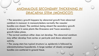 ANOMALOUS SECONDARY THICKENING IN
DRACAENA STEM (MONOCOT)
• The secondary growth happens by abnormal growth from abnormal
cambium in monocot. In monocotyledons normally the vascular
bundles are closed. The cambium being absent the secondary growth
is absent; but in some plants like Dracaena and Yucca secondary
growth takes place.
• The normal cambium either does not develop. This abnormal cambium
may either develop from cortex or pericycle and shows abnormal
activity.
• The young stem has typical structure i.e. epidermis is followed by
sclerenchymatous hypodermis. A large number of closely arranged
bundles are scattered in ground tissue.
 