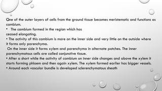 One of the outer layers of cells from the ground tissue becomes meristematic and functions as
cambium.
• The cambium formed in the region which has
ceased elongating.
• The activity of this cambium is more on the inner side and very little on the outside where
it forms only parenchyma.
On the inner side it forms xylem and parenchyma in alternate patches. The inner
parenchymatous cells are called conjunctive tissue.
• After a short while the activity of cambium on inner side changes and above the xylem it
starts forming phloem and then again xylem. The xylem formed earlier has bigger vessels.
• Around each vascular bundle is developed sclerenchymatous sheath
 