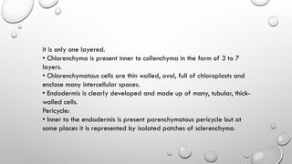 it is only one layered.
• Chlorenchyma is present inner to collenchyma in the form of 3 to 7
layers.
• Chlorenchymatous cells are thin walled, oval, full of chloroplasts and
enclose many intercellular spaces.
• Endodermis is clearly developed and made up of many, tubular, thick-
walled cells.
Pericycle:
• Inner to the endodermis is present parenchymatous pericycle but at
some places it is represented by isolated patches of sclerenchyma.
 