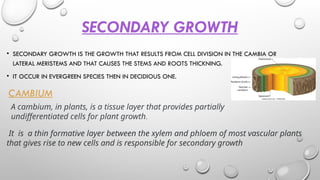 SECONDARY GROWTH
• SECONDARY GROWTH IS THE GROWTH THAT RESULTS FROM CELL DIVISION IN THE CAMBIA OR
LATERAL MERISTEMS AND THAT CAUSES THE STEMS AND ROOTS THICKNING.
• IT OCCUR IN EVERGREEN SPECIES THEN IN DECIDIOUS ONE.
CAMBIUM
A cambium, in plants, is a tissue layer that provides partially
undifferentiated cells for plant growth.
It is a thin formative layer between the xylem and phloem of most vascular plants
that gives rise to new cells and is responsible for secondary growth
 