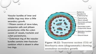 Vascular bundles of inner and
middle rings may show a little
secondary growth.
• Phloem consists of sieve tubes,
companion cells and phloem
parenchyma while the xylem
consists of vessels, tracheids and
xylem parenchyma.
• Outermost ring of the vascular
bundles contains inter-fascicular
cambium which is absent in other
two rings.
 